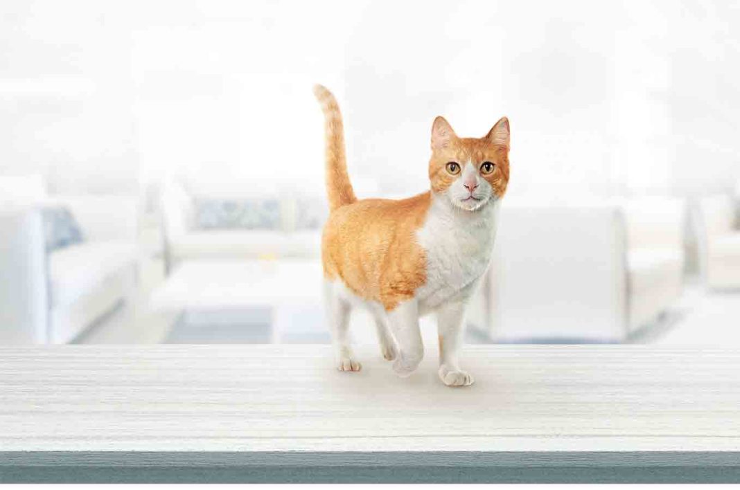 Gato-2