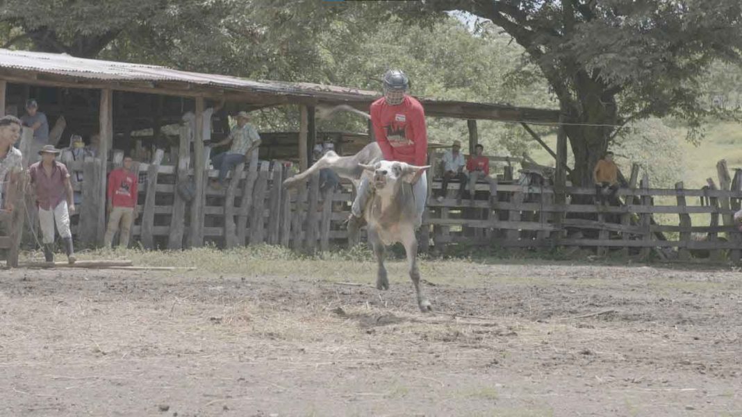 ¡Programa especial! Teletica resaltará las tradiciones taurinas de Guanacaste