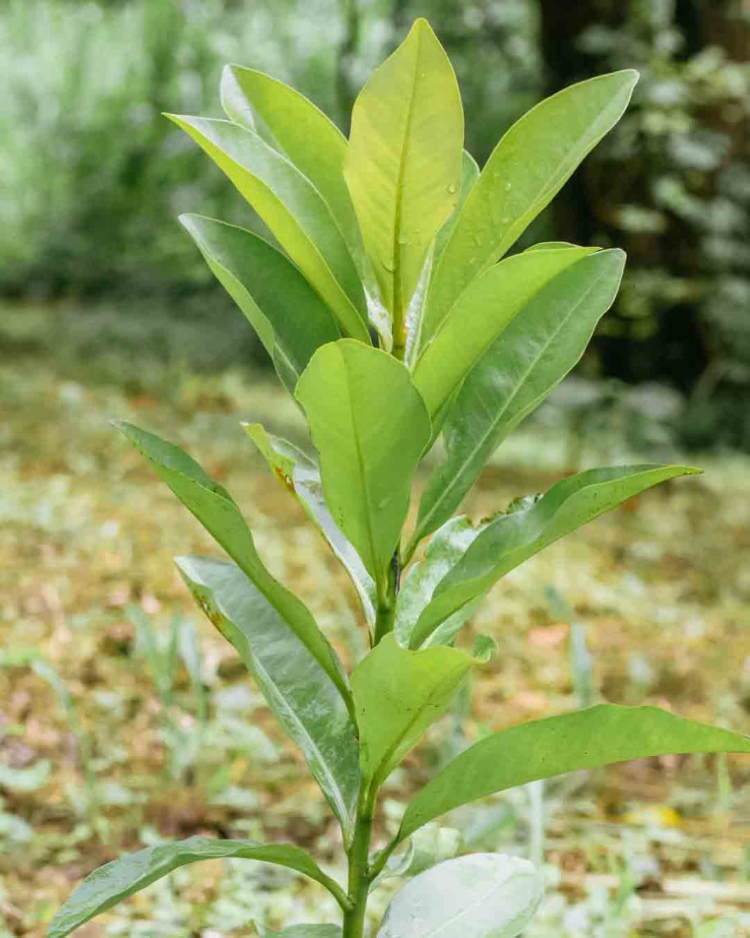 La Aspire Vero de Acer y Planta mi árbol unen fuerzas por un futuro más sostenible