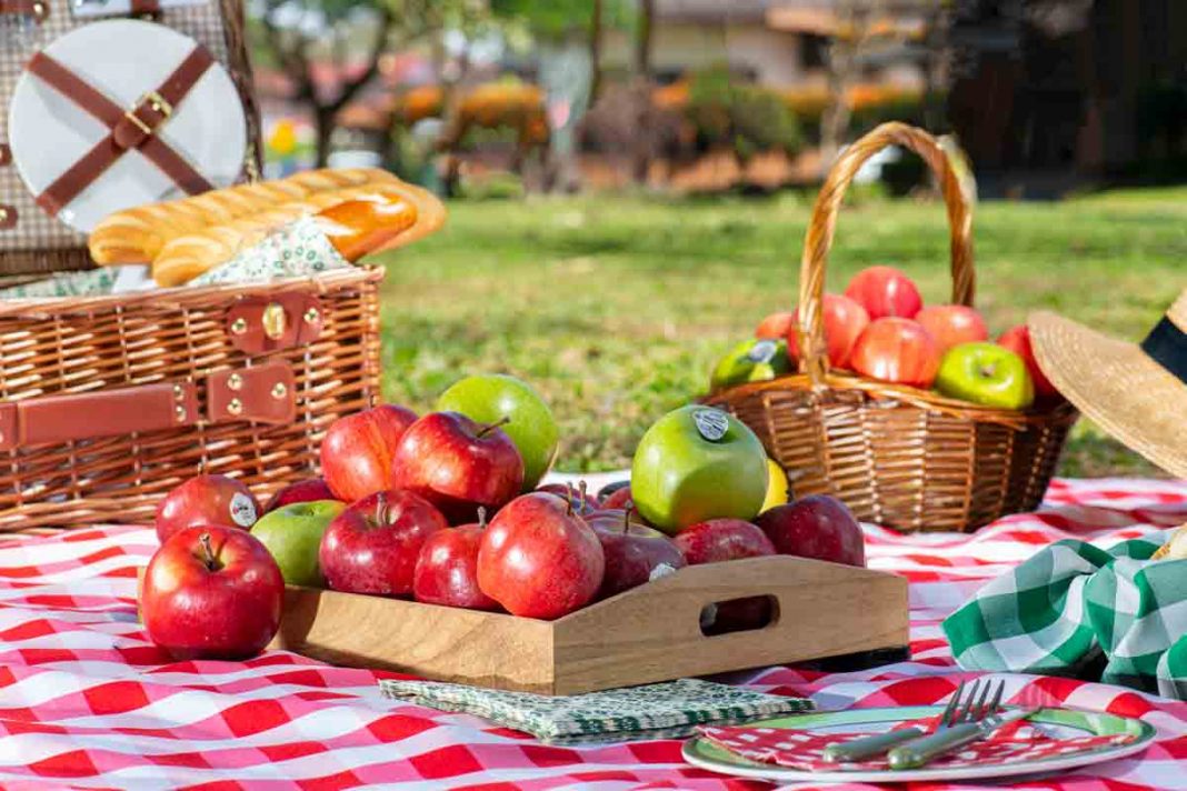 PICNIC-1-sin-texto