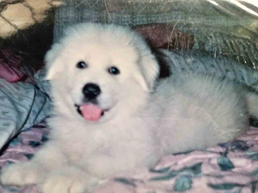 ¿Qué hacer para que el invierno no afecte a los perritos?