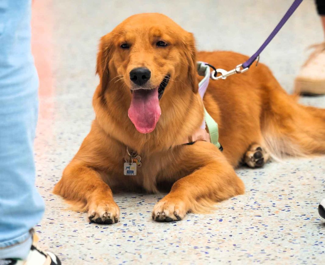 Expo Mascotería este fin de semana con perros de terapia, parque canino, castraciones, adopciones, charlas, pasarelas y más