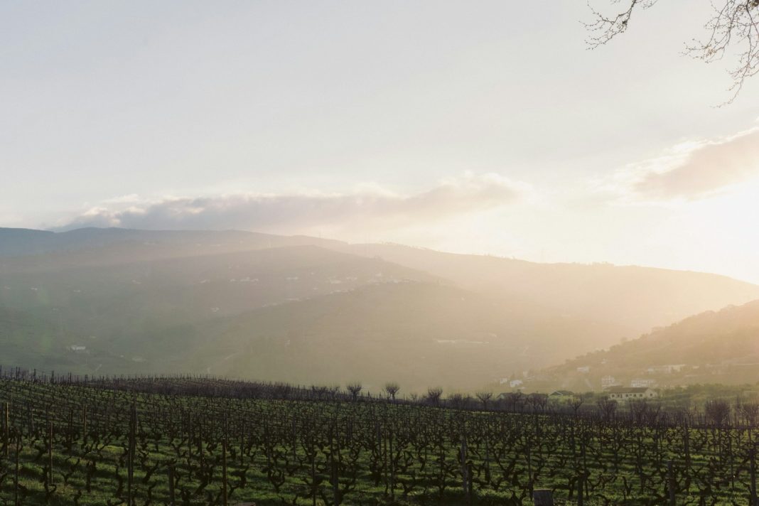 green-leafed tree during daytime