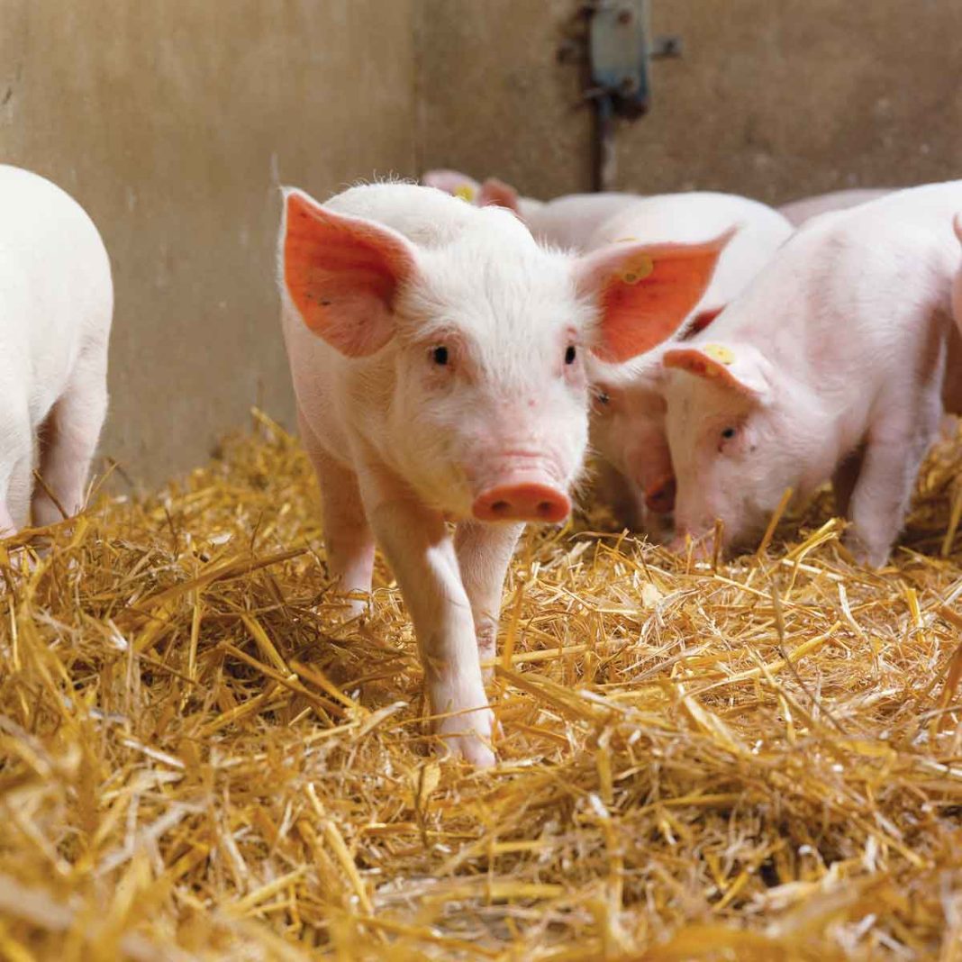 Conozca cinco beneficios que impulsan el consumo de la carne de cerdo
