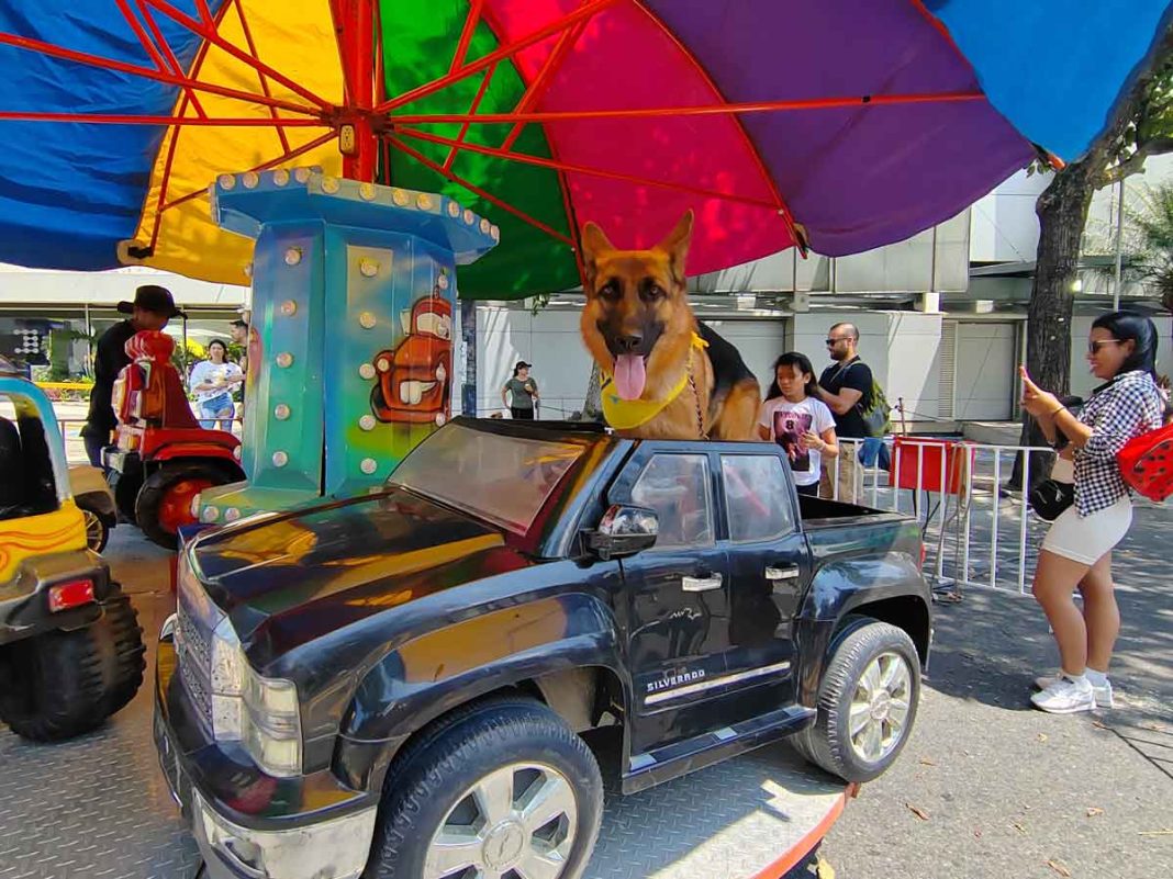 Mascotas disfrutaron de juegos mecánicos y competencias de agilidad en el Paseo Colón