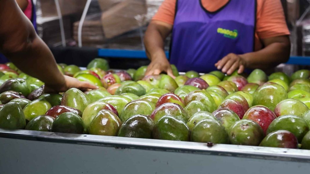 Manga Rica aprovecha escasez de mango peruano para incrementar exportación a ese país