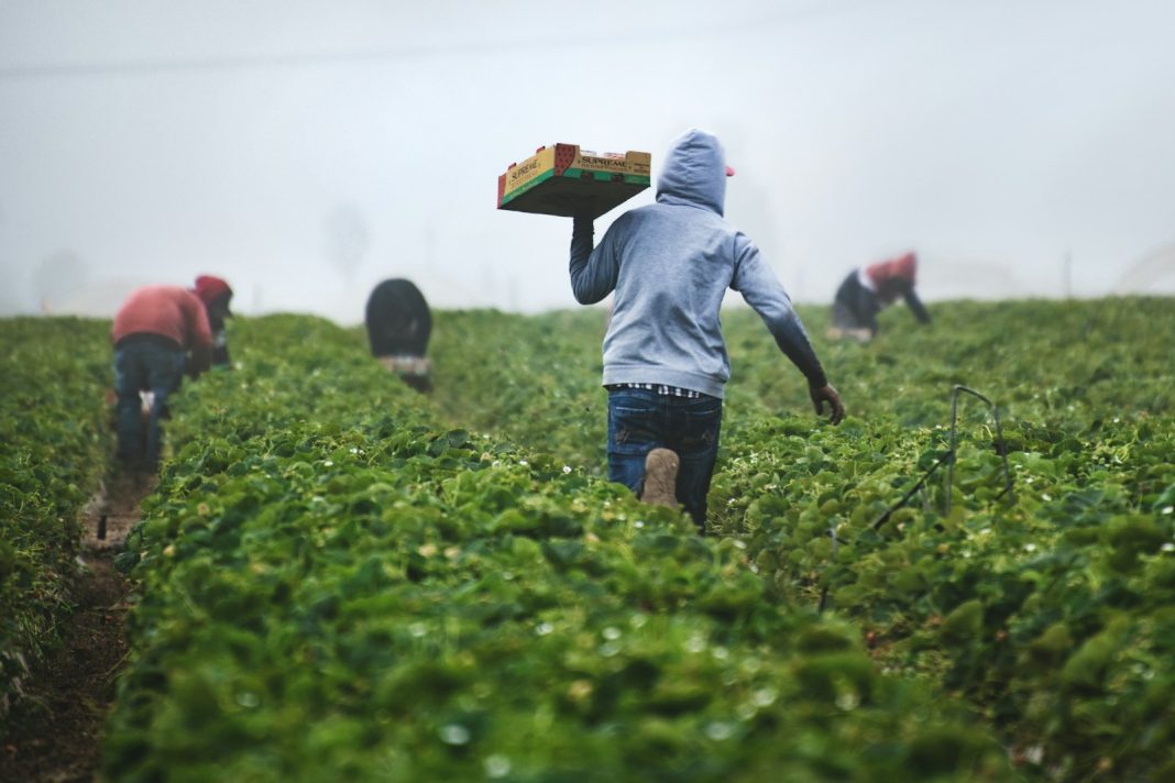 Urge mayor apoyo a agricultores para garantizar la seguridad alimentaria del país