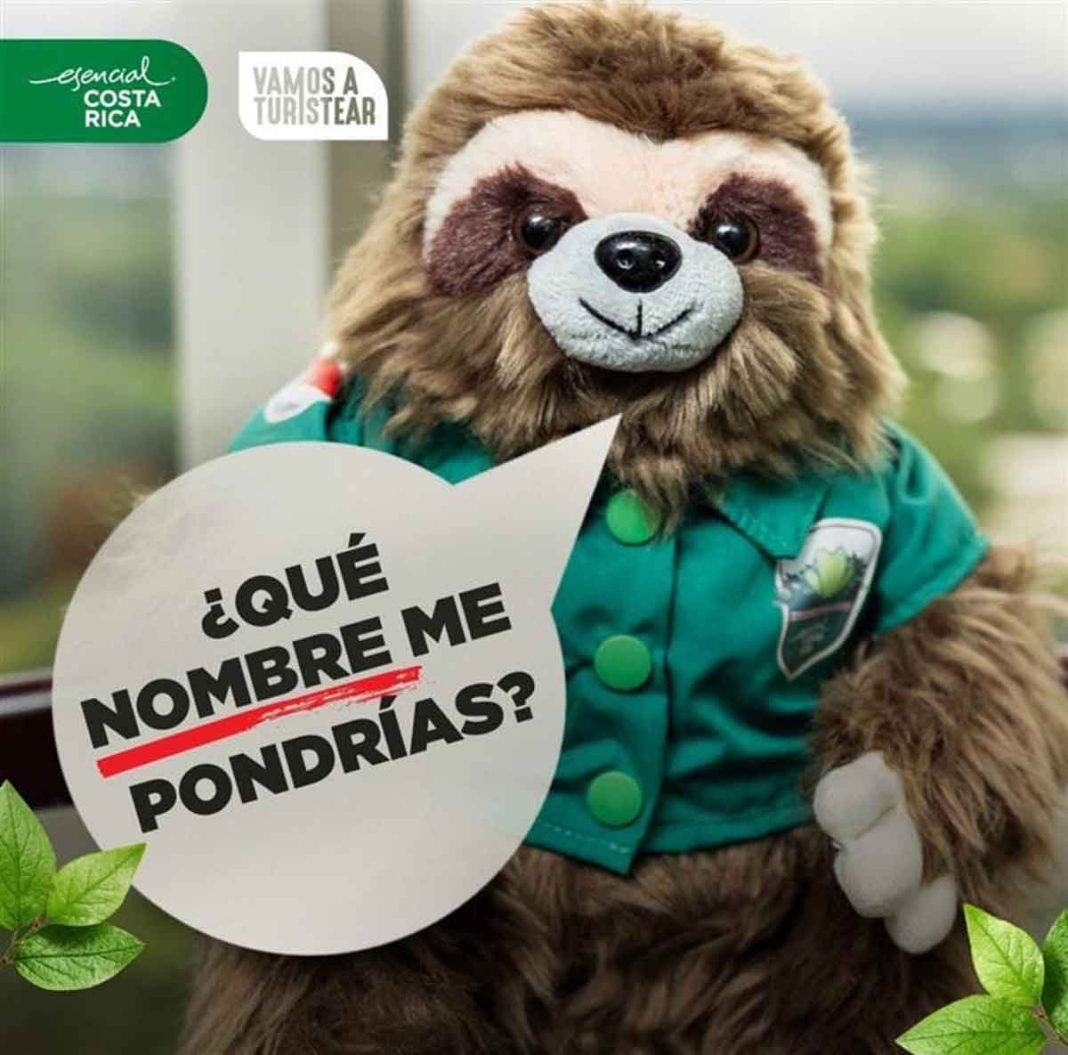 esencial COSTA RICA premiará a quien le dé nombre a su emblemático perezoso