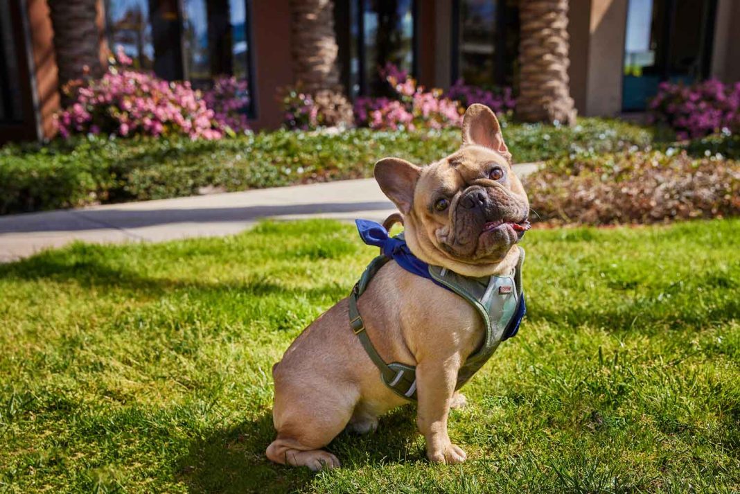 Destinos y hoteles para una escapada perfecta con tu perro