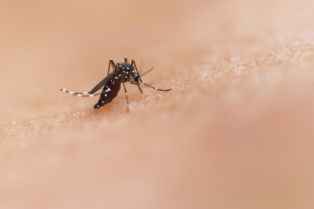 Ayudar a prevenir el dengue está en nuestras manos