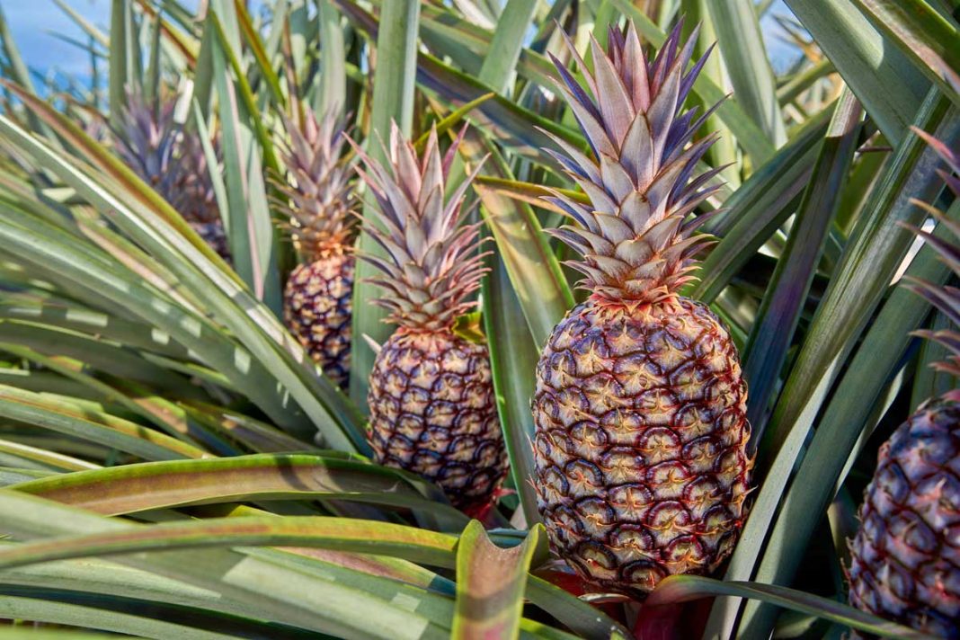 Fresh Del Monte exportará por primera vez en 2025 la piña Rubyglow® desde Costa Rica hacia Europa