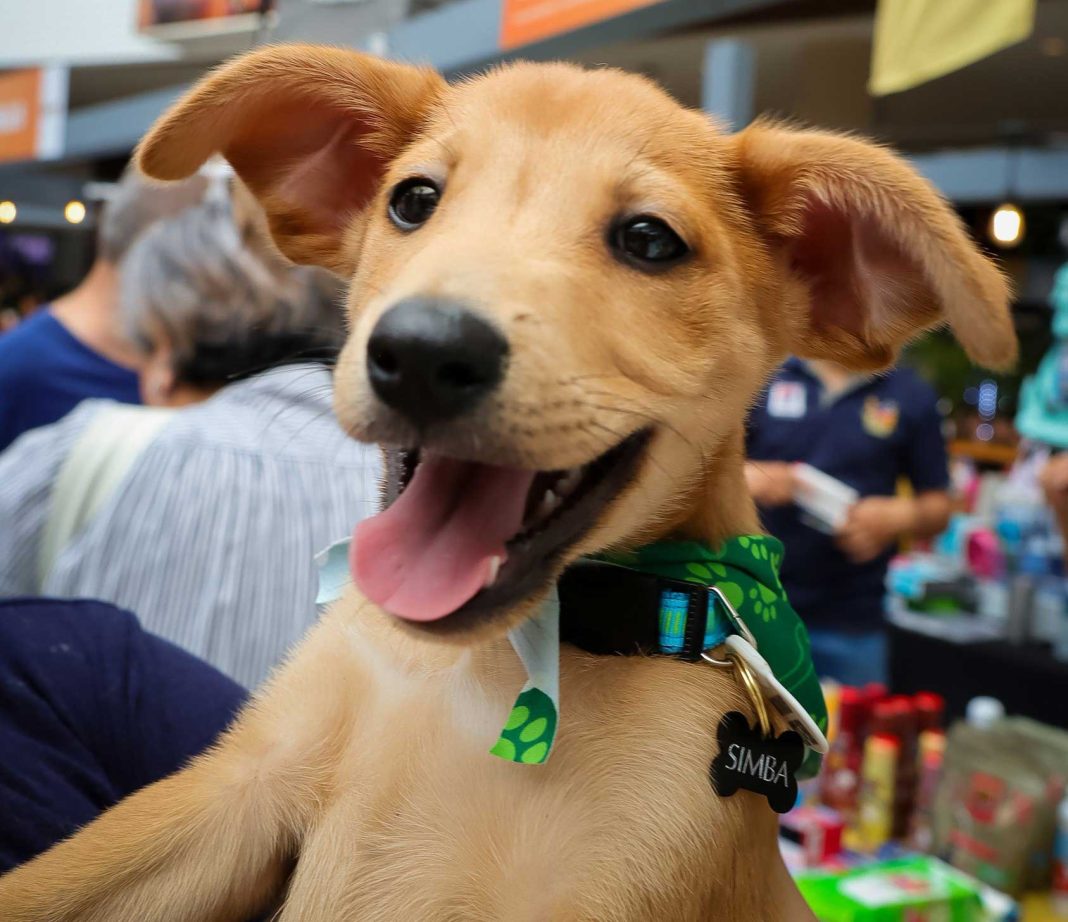 ExpoMascotería: ¡Adopte a su nuevo amigo este fin de semana y disfrute entretenimiento educativo y saludable!