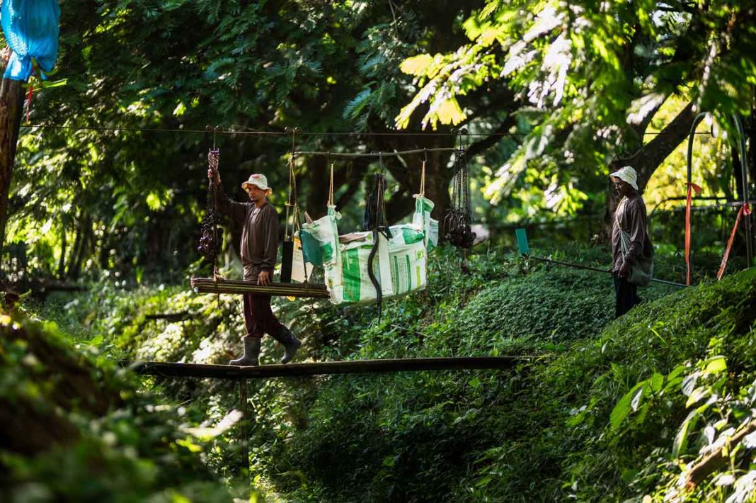 Fresh Del Monte y aliados restauran hábitats equivalentes a 970 canchas de fútbol en Costa Rica