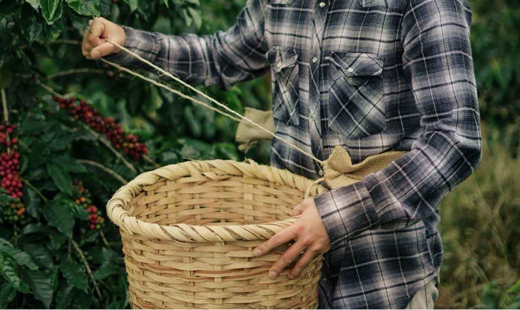 ICAFÉ insta a ticos a participar en cosecha de café ante falta de mano de obra