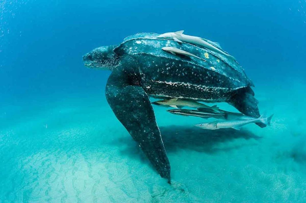 En marzo iniciará el desove de tortugas Baula: Colegio de Médicos Veterinarios pide protegerlas.