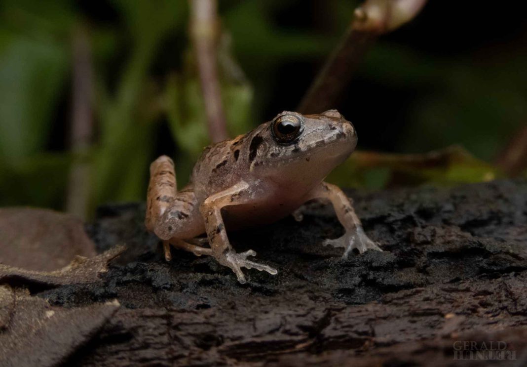 Proyecto ECU: FIFCO convierte sus áreas verdes industriales en refugios climáticos urbanos