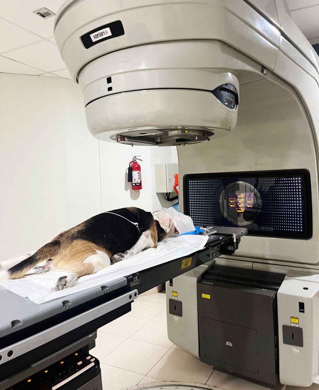 Costa Rica, primer país de la región centroamericana que aplicará radioterapia para tratar cáncer en las mascotas
