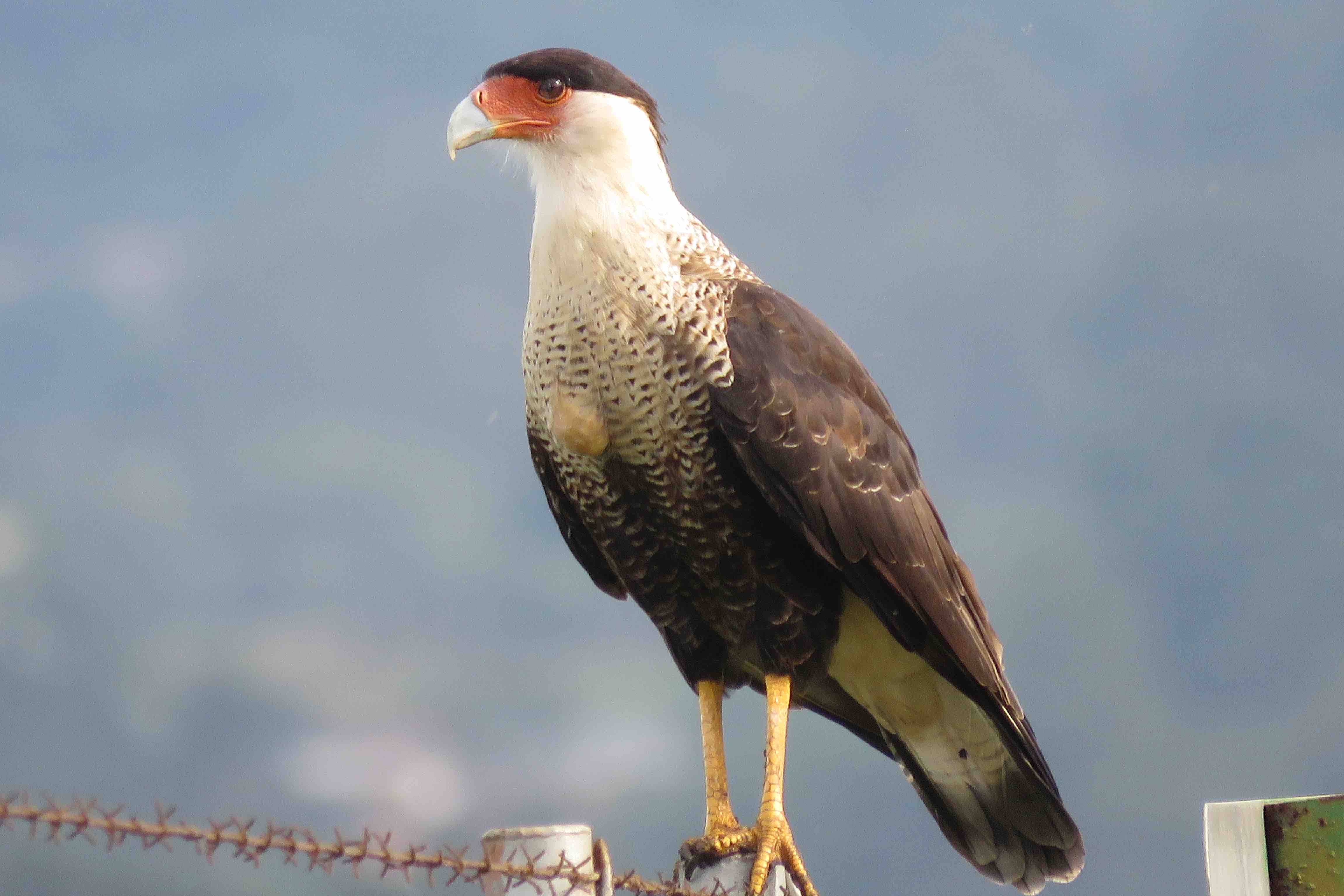 154 especies de aves se han identificado mediante el Programa de Control de Fauna del AIJS