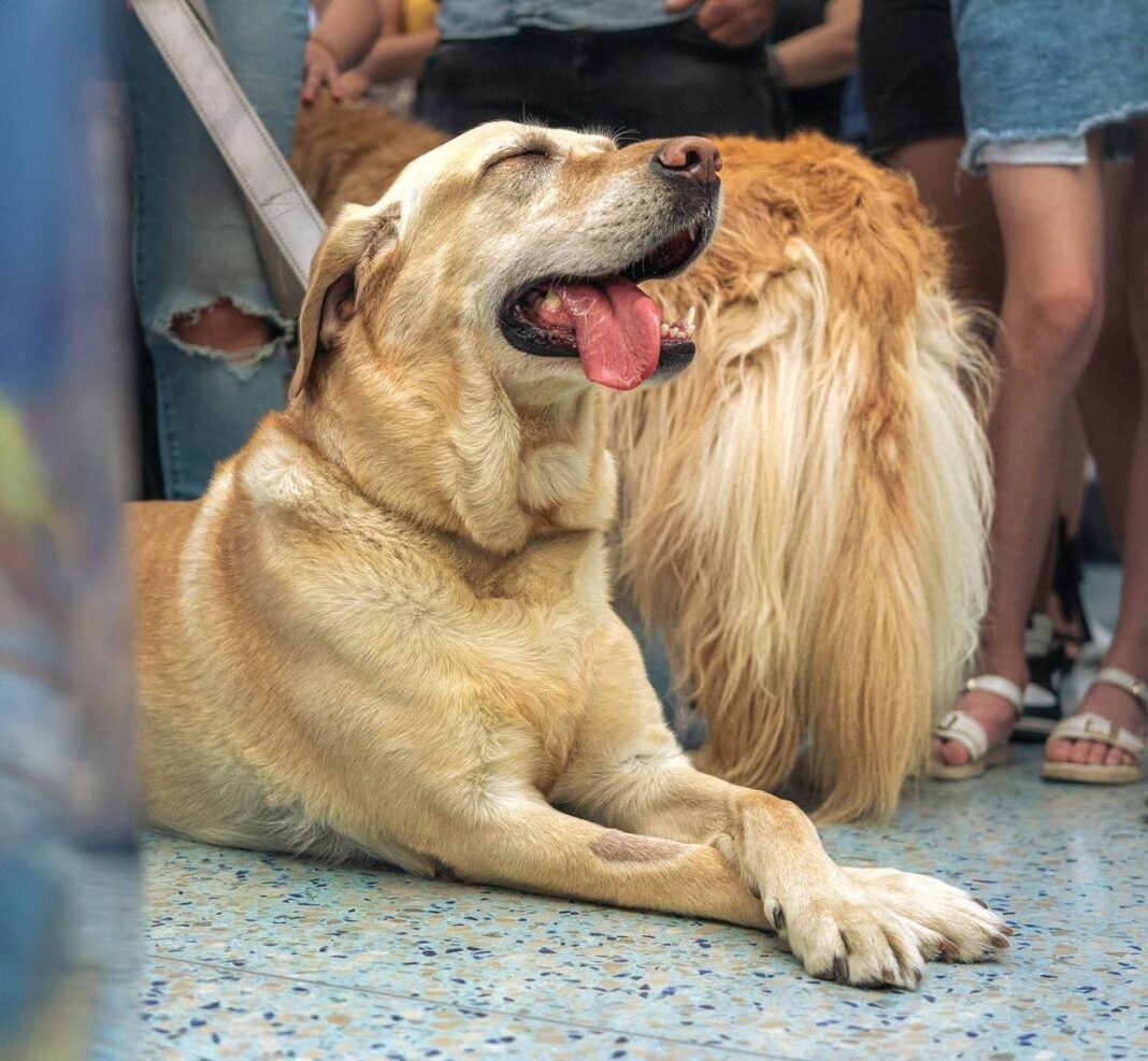 Expo Mascotería reafirma este fin de semana su compromiso con la adopción responsable en el mes del amor y la amistad