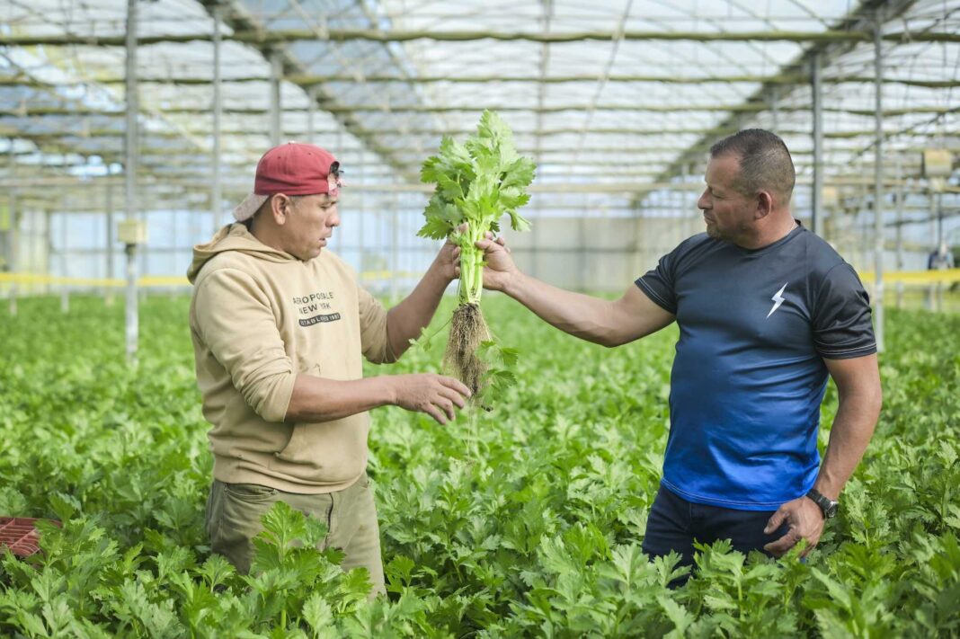De la tierra a la mesa: Apio fresco con sabor a éxito