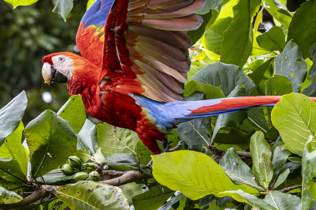 Arranca anidación de Lapas Rojas en Punta Leona: vea en tiempo real el nacimiento de pichones