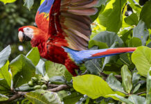 Arranca anidación de Lapas Rojas en Punta Leona: vea en tiempo real el nacimiento de pichones