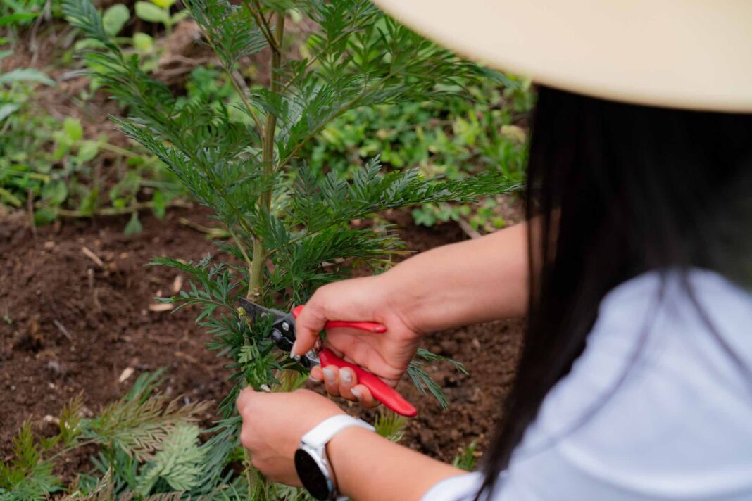 Nestlé contribuye a la siembra de más de 2 millones de árboles en Centroamérica y acelera la transición hacia cadenas de abastecimiento libres de deforestación