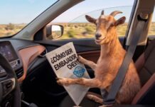 Chevrolet inicia la búsqueda de su próxima estrella y podría tener plumas o cuatro patas