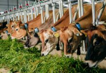 Prevención sanitaria fortalece la productividad y sostenibilidad de la ganadería nacional