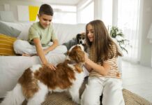 76 % de los hogares costarricenses convive con al menos un perro: pequeños hábitos de limpieza marcan una gran diferencia en su salud
