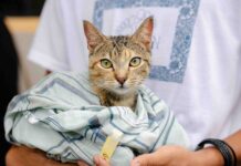 Más de 11 mil gatos castrados en Centroamérica con apoyo de Purina Cat Chow