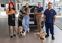 Hyundai llama a la afición a ponerse la camiseta por miles de perros de Territorio de Zaguates y Cuna de Campeones