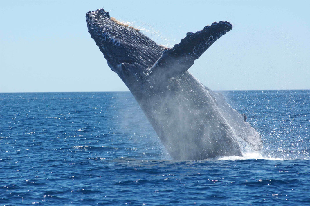 Golfo Dulce: un santuario mundial para ballenas y delfines en la temporada más larga del planeta