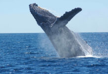 Golfo Dulce: un santuario mundial para ballenas y delfines en la temporada más larga del planeta