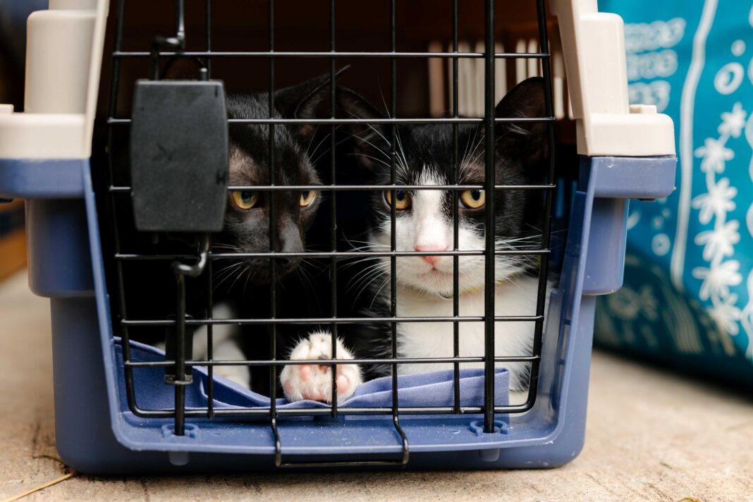 ¿La castración cambia la personalidad de los gatos? Cinco mitos que todo tutor debería conocer