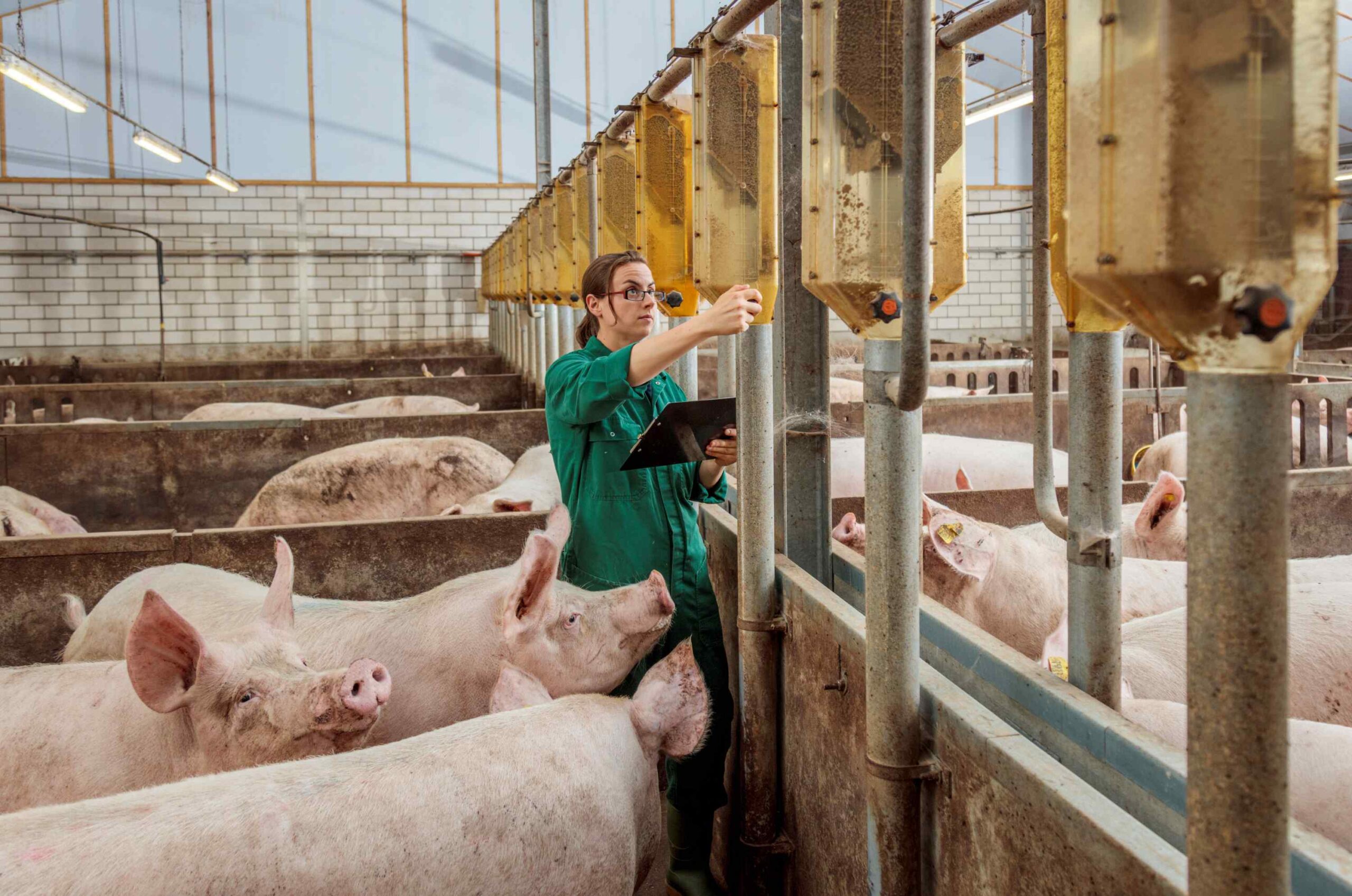 Bienestar animal y resistencia a los antibióticos plantean nuevos desafíos para la porcicultura