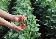 La soya sostenible gana protagonismo en la producción de pollo, cerdo y pescado en Latinoamérica