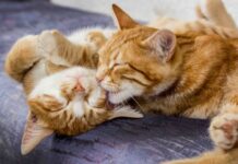 ¿Cuándo inicia la etapa senior de una mascota? Claves para acompañar su envejecimiento con bienestar